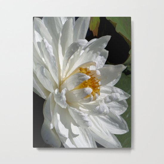 Lotus White Metal Print