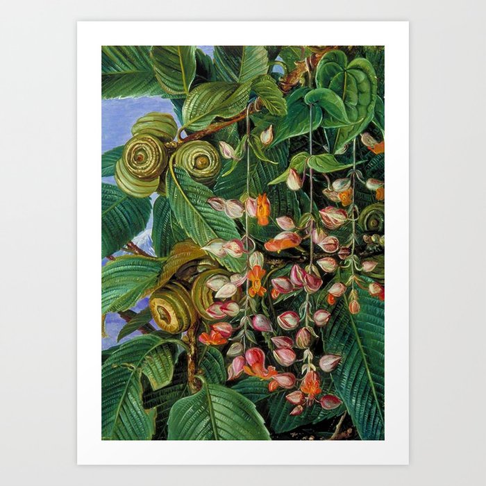 A Dar-jeeling Oak Festooned with Flowering Climbers still life painting Art Print