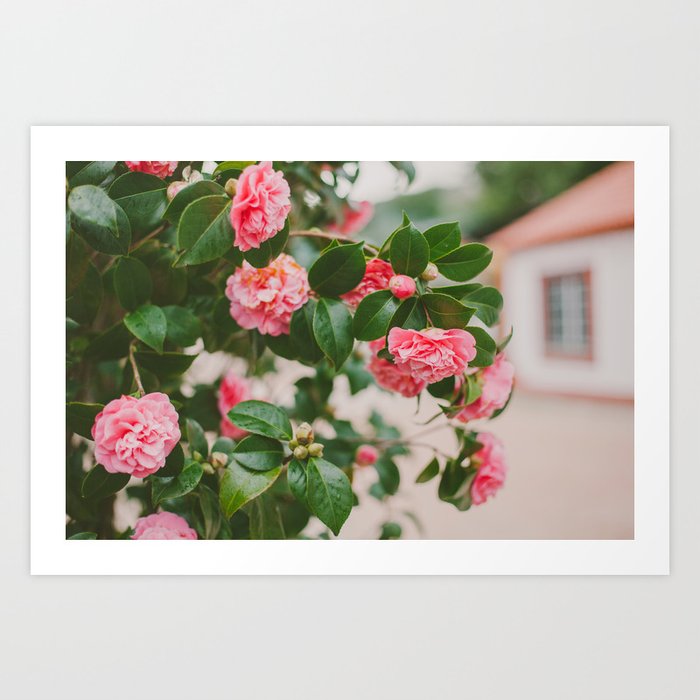 Camellias Art Print