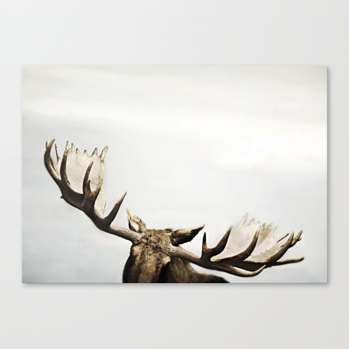 fig. 02 | antlers Canvas Print