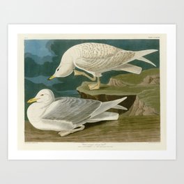 White-winged silvery Gull by John James Audubon Art Print