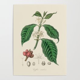 Coffee Bean Antique Botanical Illustration Poster