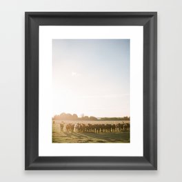 Curious Florida Cattle at Sunset / Florida Fine Art Film Photography Framed Art Print