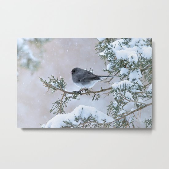 Snow Day Junco Metal Print