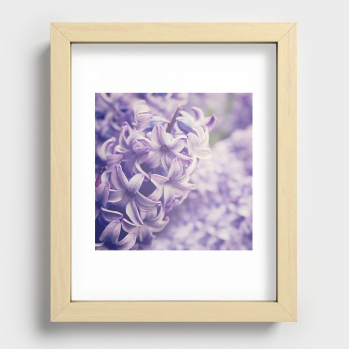 Purple Hyacinth Recessed Framed Print