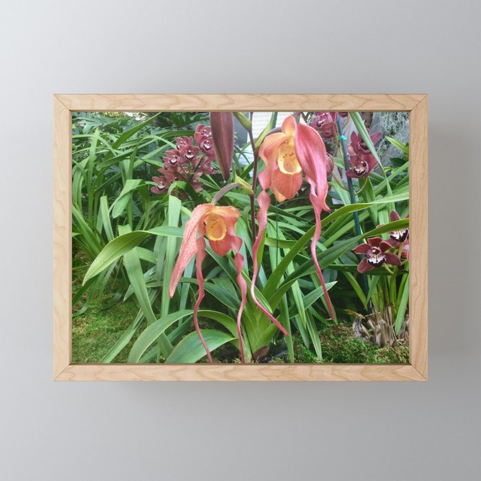 Botanical garden orchid show Framed Mini Art Print