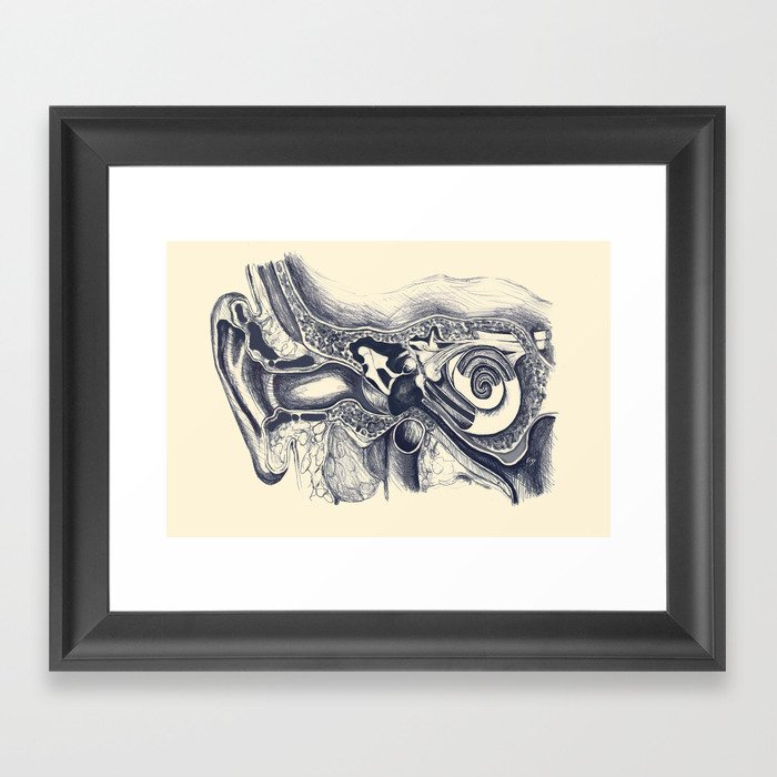 Inner ear anatomy Framed Art Print