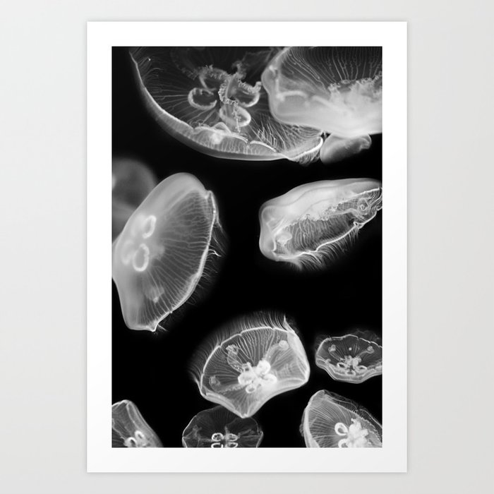 Jellyfish Photography | Wildlife Art | Nature | Black and White Photography Art Print