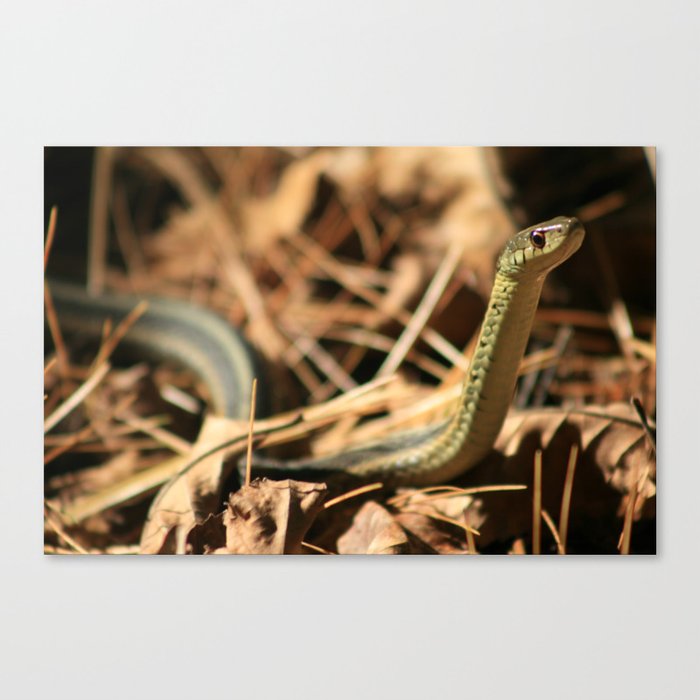 Garter Snake  Canvas Print