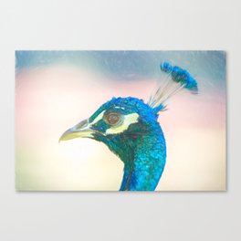 Peacock head coloured pencil look Canvas Print