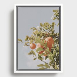 Orange Citrus Fruit Tree Blue Sky Framed Canvas