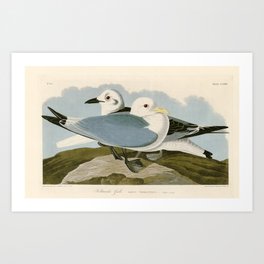 Kittiwake Gull - John James Audubon Birds of America Art Print