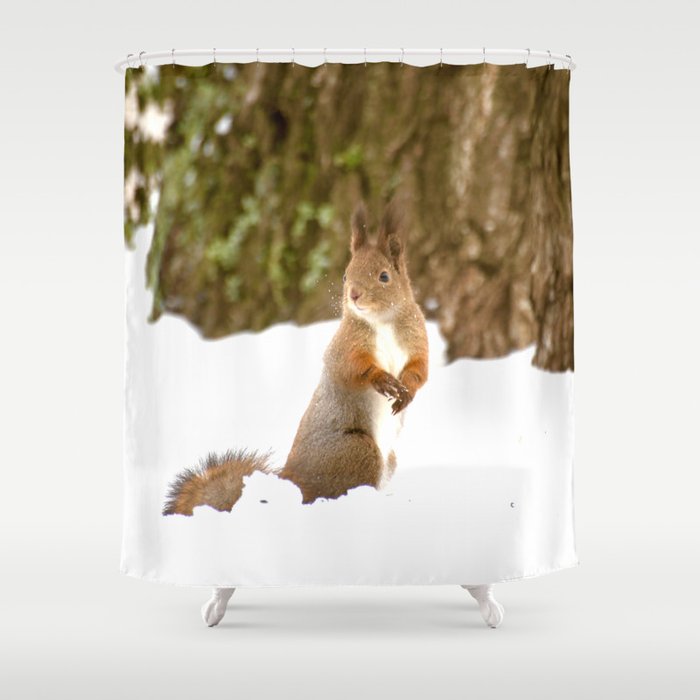 Cute Squirrel In The Forest - Winter Scene #decor #society6 #buyart Shower Curtain