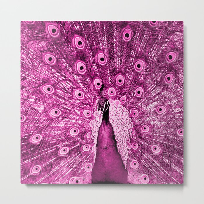 Pink Peacock Metal Print