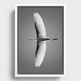 Wings of an Egret in Mid-flight black and white photography - black and white photographs Framed Canvas