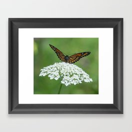 Viceroy butterfly macro Framed Art Print