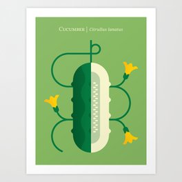 Vegetable: Cucumber Art Print