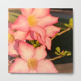 Desert Rose Five Petal Flower - Adenium Obesum Metal Print | Desert, Pink, Plant, Rose, Flower, Fivepetal, Photo, Flora 