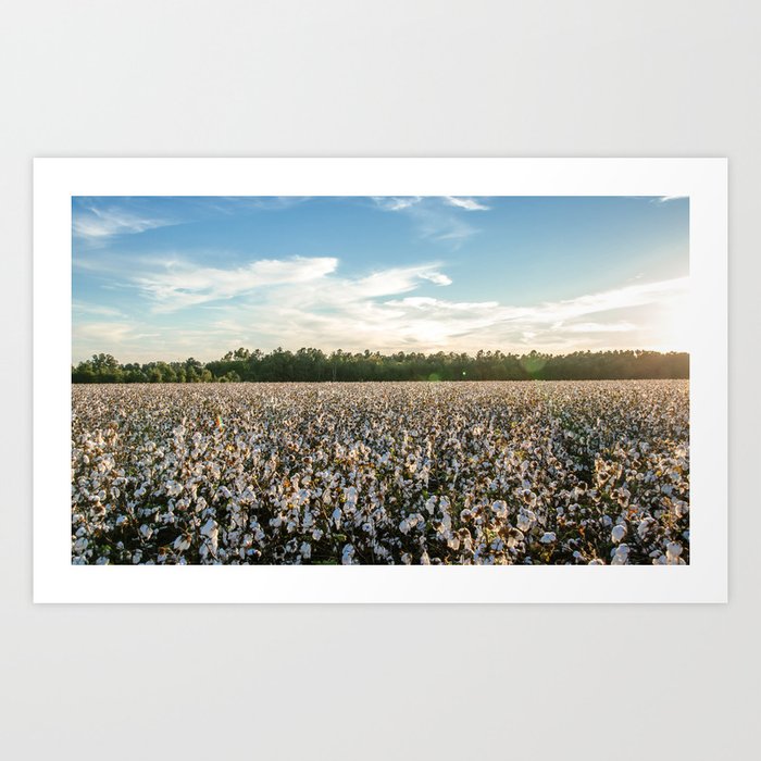 Cotton Field during Sunset Art Print