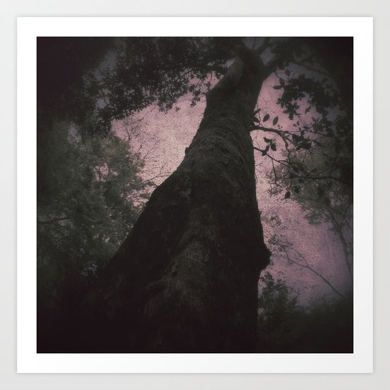 Deep Forest Art Print