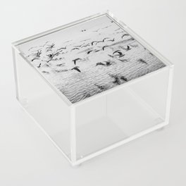 Seagulls in motion, black and white fine art image Acrylic Box