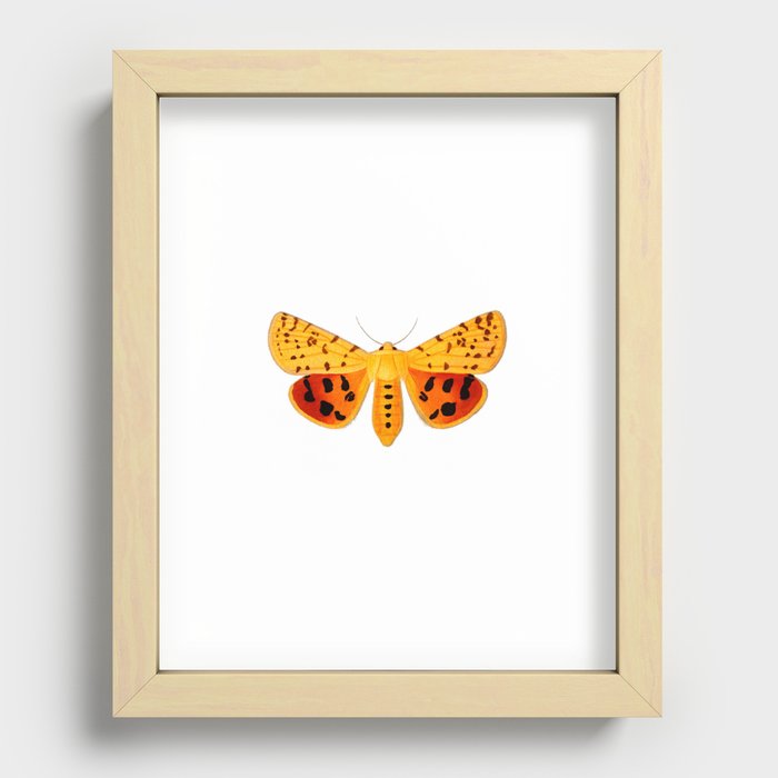 Tiger Moth Recessed Framed Print