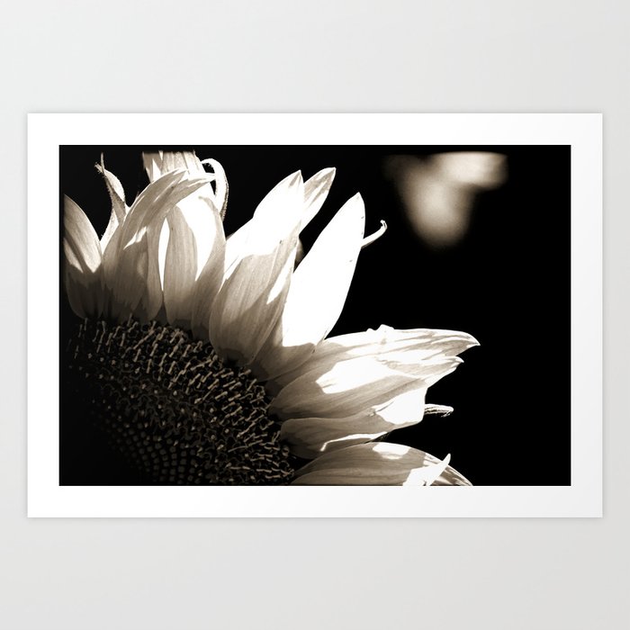 Sunflower-B&W Art Print