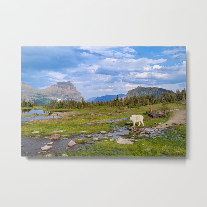 Mountain Goat in Glacier National Park Metal Print