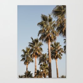 Palm trees France | Pastel | Golden hour | Fine Art Travel Photography Canvas Print