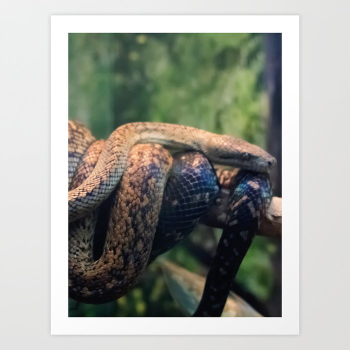 snakes  Art Print