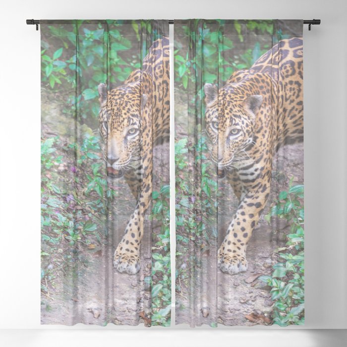 Jungle walking jaguar, Guatemala Sheer Curtain