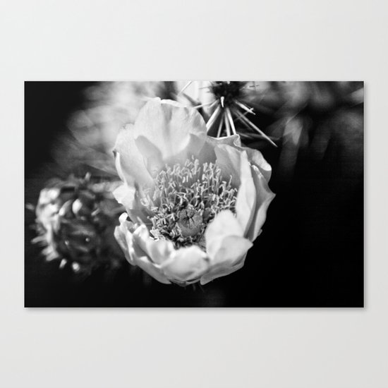 Cactus flower on a California hike Canvas Print