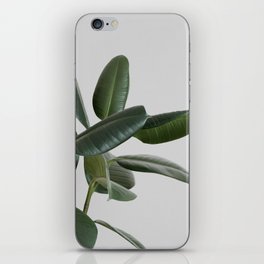 Rubber plant iPhone Skin