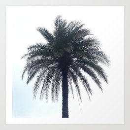 Balck And White Palm Tree Art Print