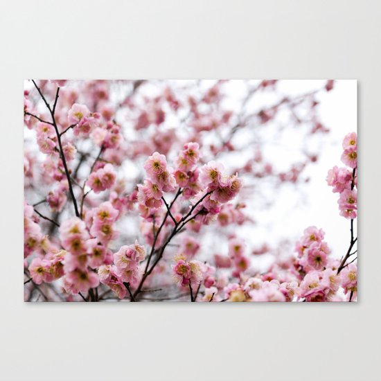 The First Bloom Canvas Print