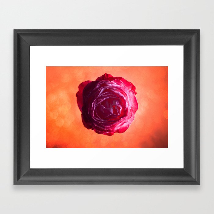 Rose 02 Framed Art Print