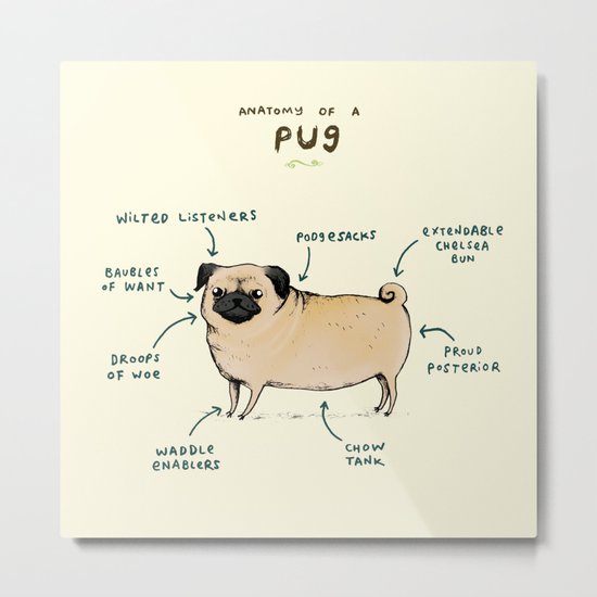 Anatomy of a Pug Metal Print