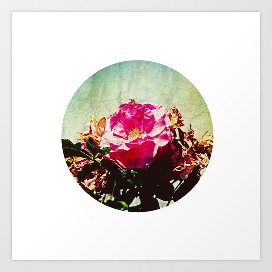 spring petals Art Print