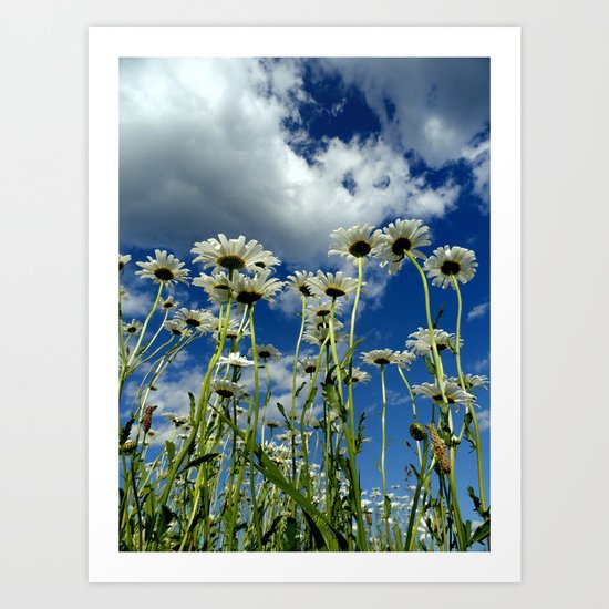 Daisies Art Print