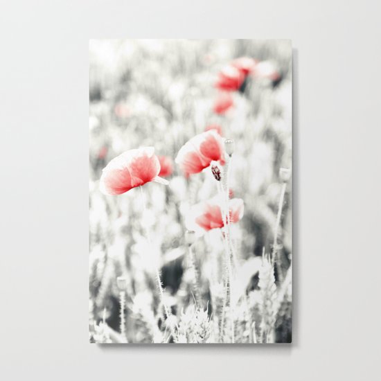 Poppy Poppies Mohn Mohnblume Flower Metal Print