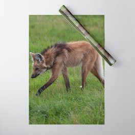 Argentina Photography - A Beautiful Maned Wolf Walking On A Field Of Grass Wrapping Paper