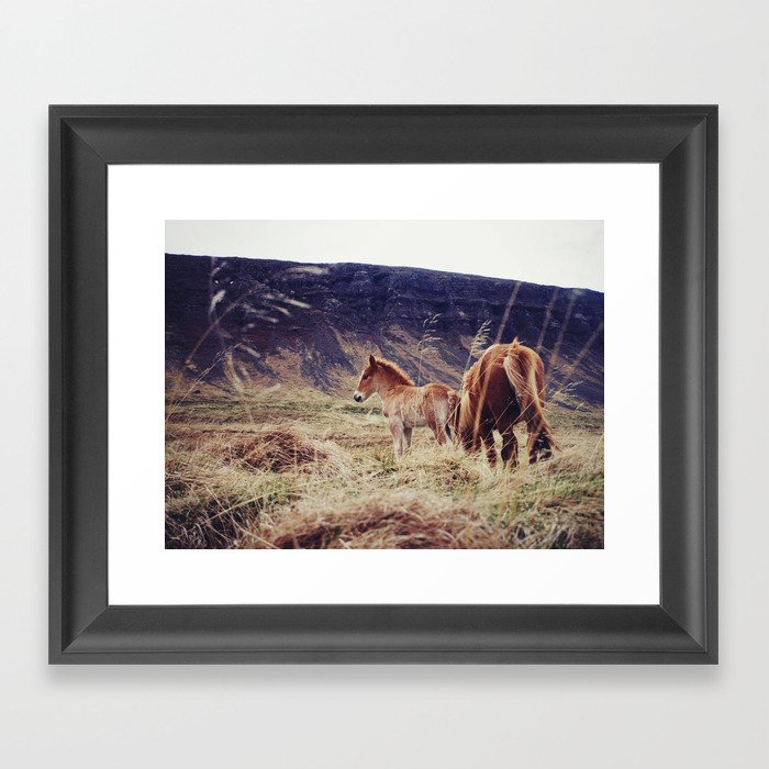 Icelandic horses Framed Art Print