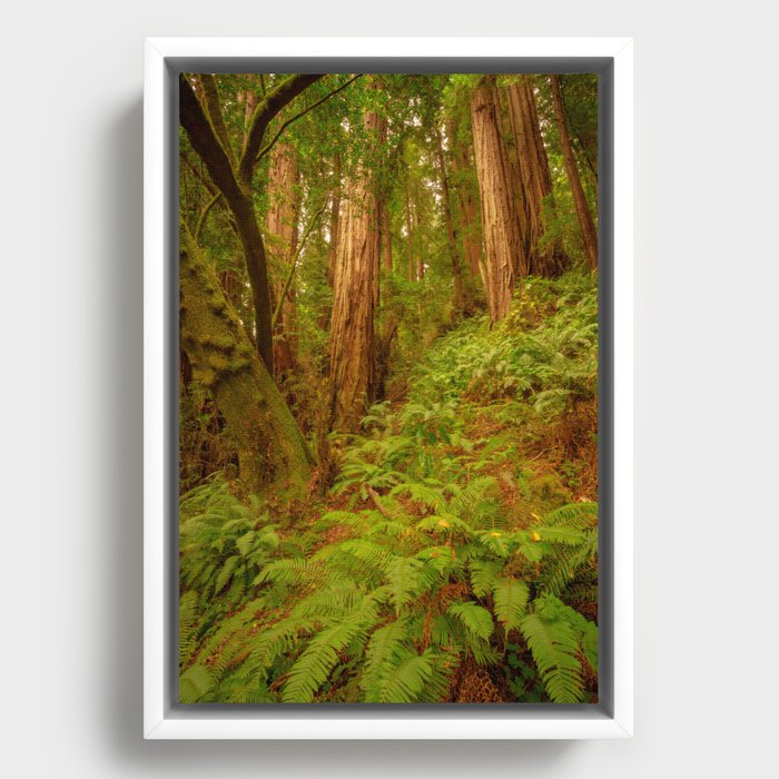 Redwoods Regional II Framed Canvas
