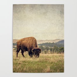 Bison Land Poster