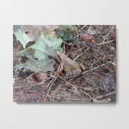 Frog in the forest - nature photography Metal Print