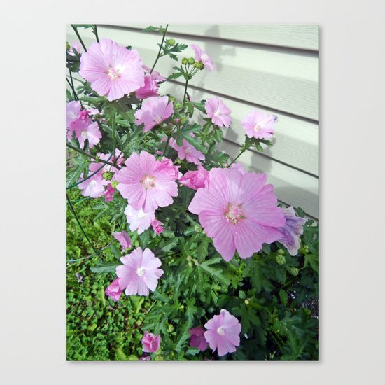 Pink Musk Mallow Bush in Bloom Canvas Print