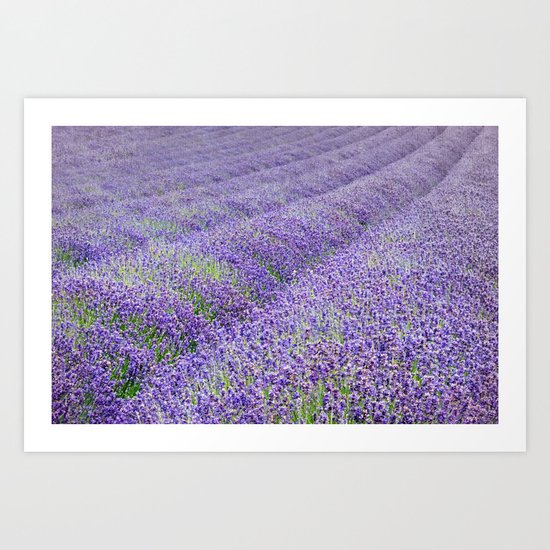 LAVENDER MOOD Art Print