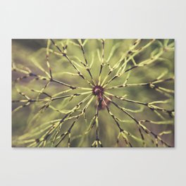 Between the lines Canvas Print