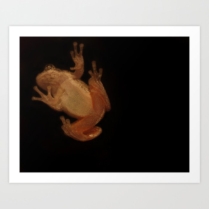 Window Frog Art Print