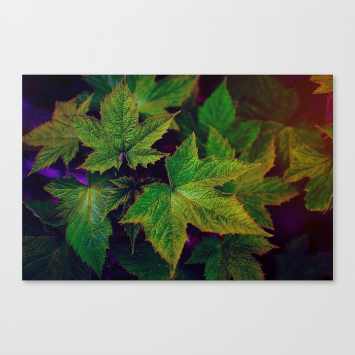 Forest leaves Canvas Print
